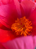ticket lancering ZOMER [TA•LIZ•MAN]